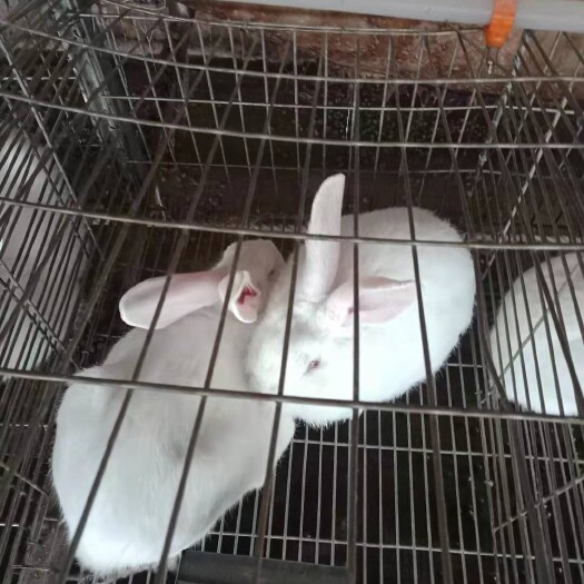 郓城县 新西兰兔，新西兰种兔