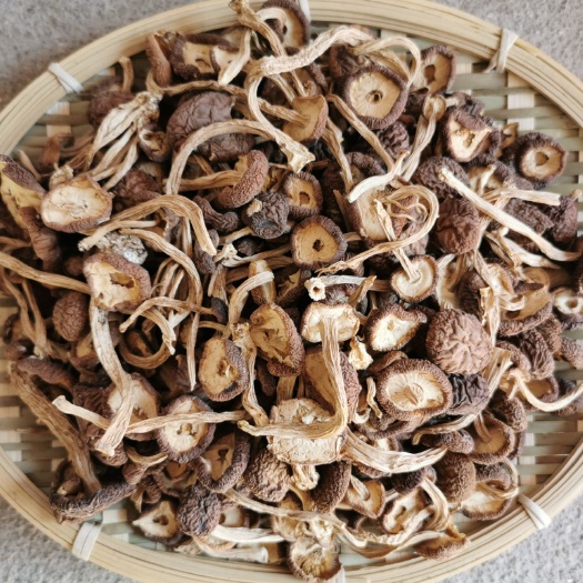 南丰县广昌5号茶树菇  茶树菇    断根   菇帽   干净无杂