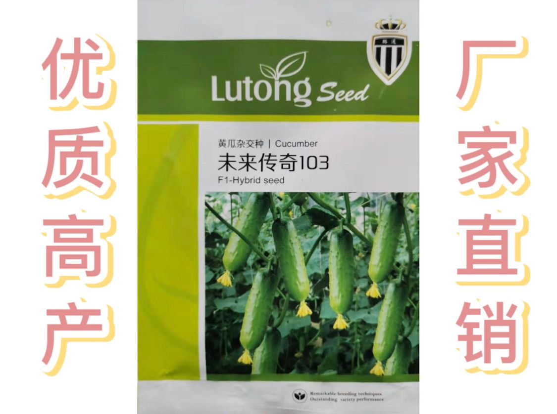 水果黄瓜种子 高产优质 节节有瓜 家庭菜园基地蔬菜种子