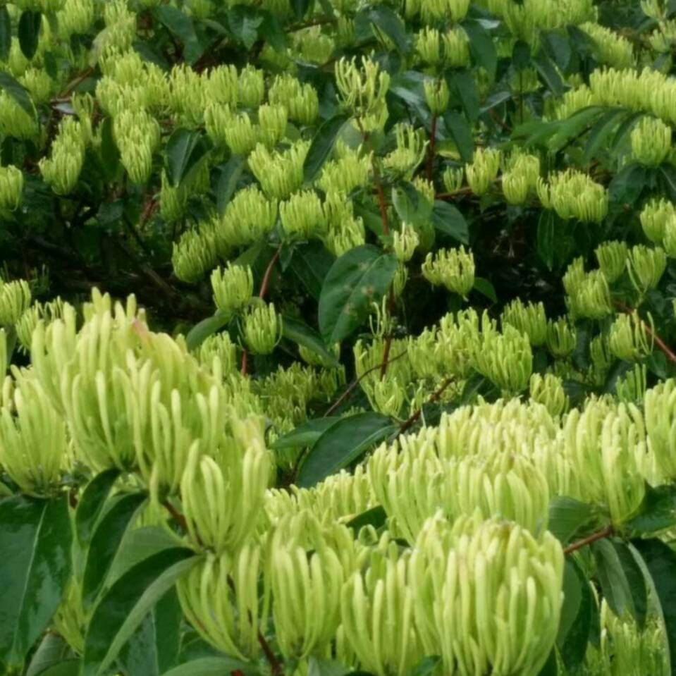  金花茶，一件代发，代茶饮