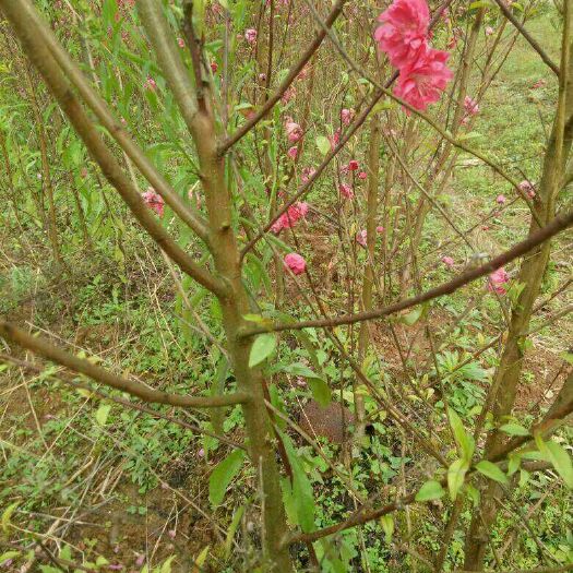 阳朔县观赏桃苗  观赏桃花