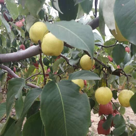 赵县 无公害梨
