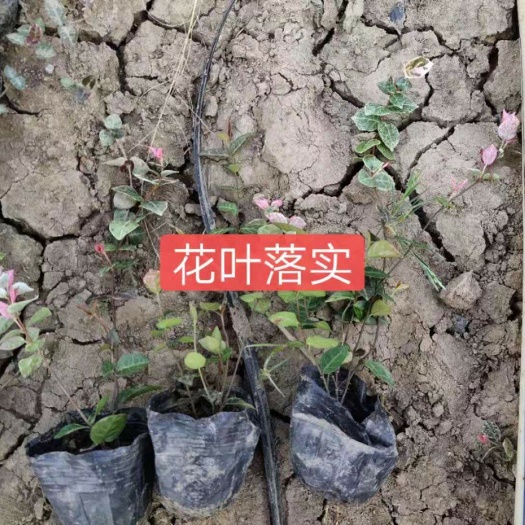 常州花叶络石 苗圃直发，物美价廉