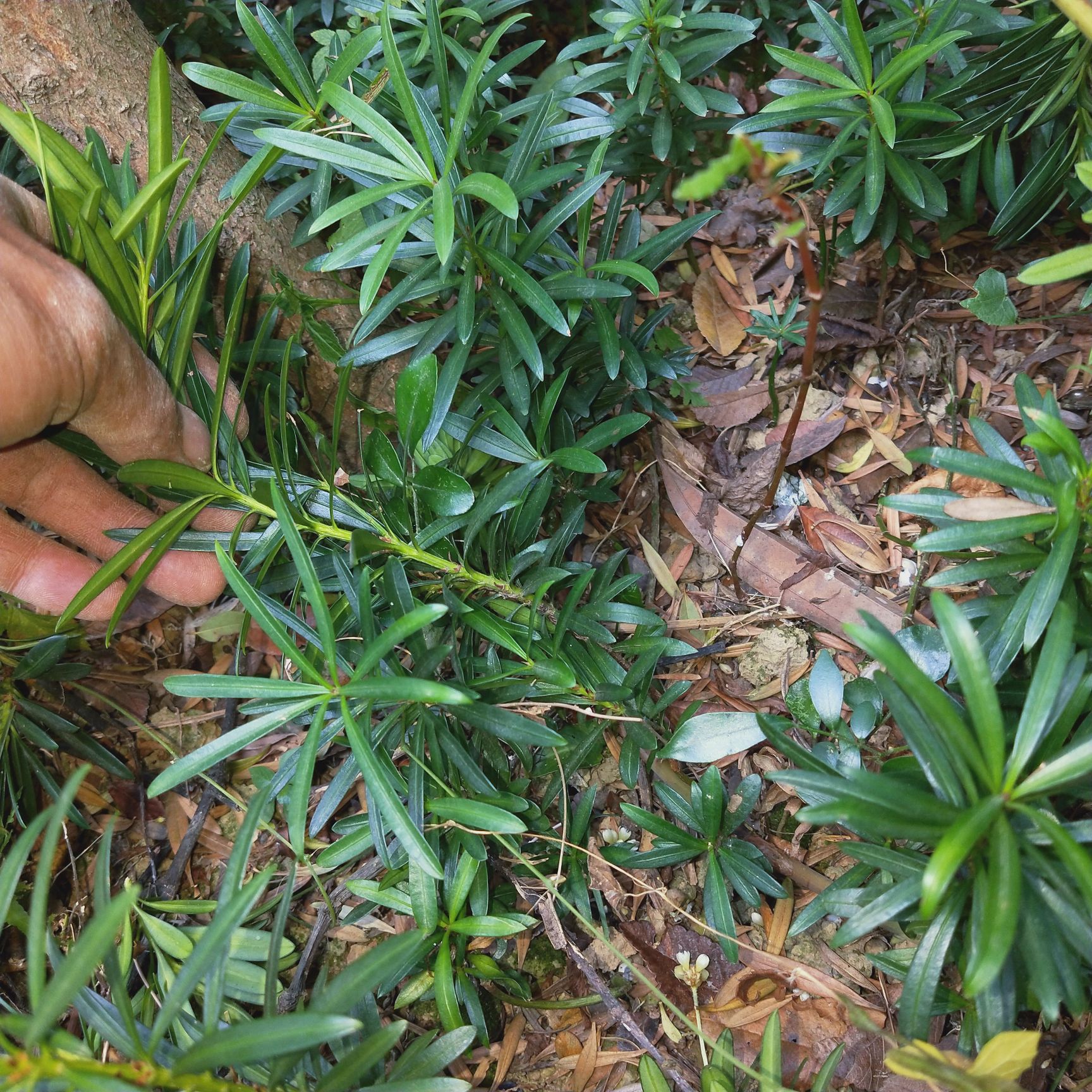  羅漢松種子苗大量出售，樹底現(xiàn)挖
