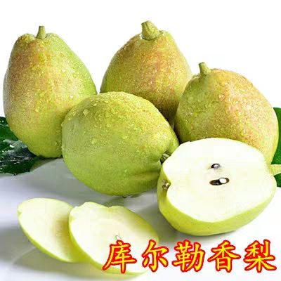  嫁接梨树苗 库尔勒香梨树苗 新疆香梨果树苗当年结果