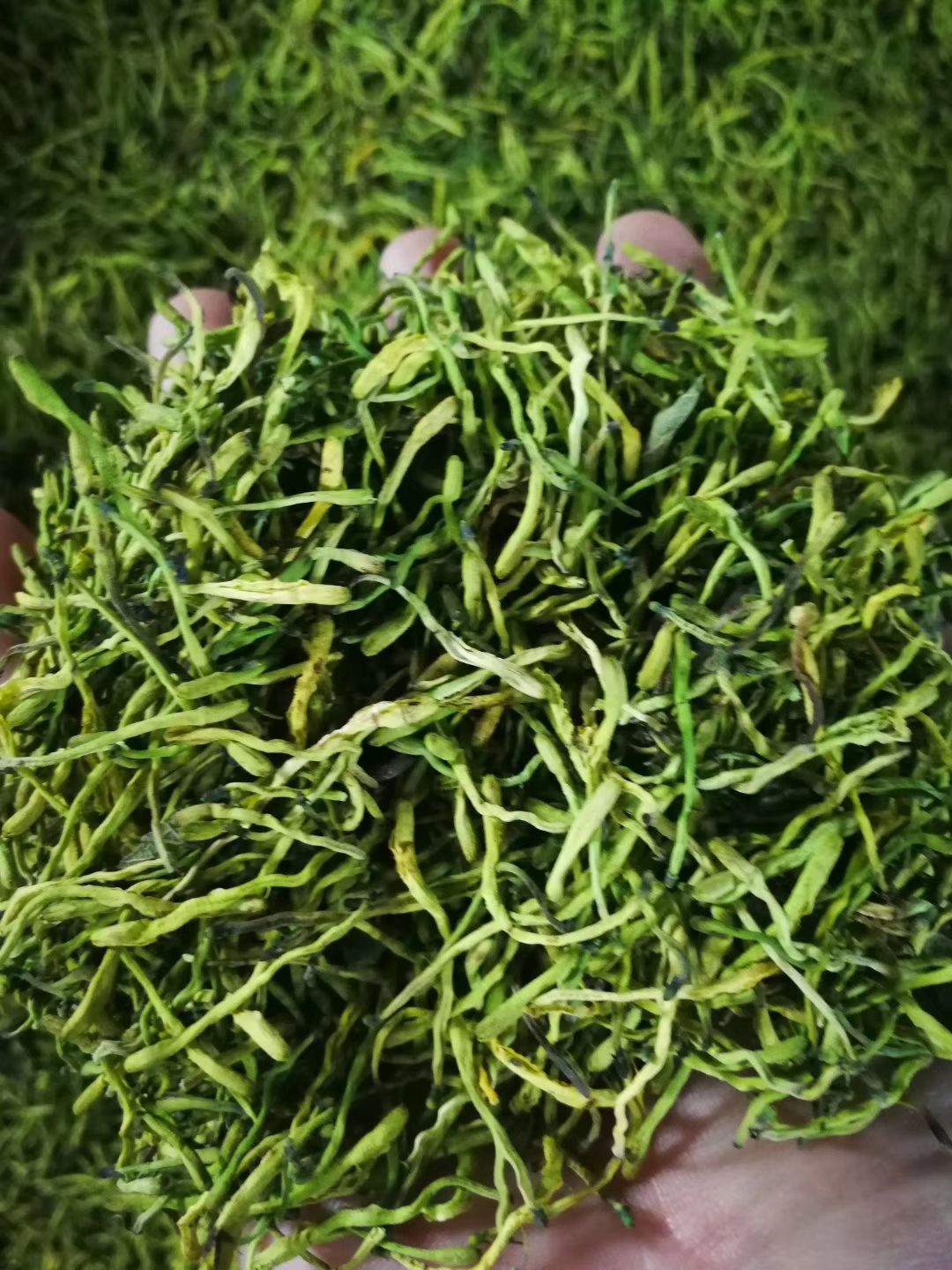  金花茶，一件代发，代茶饮
