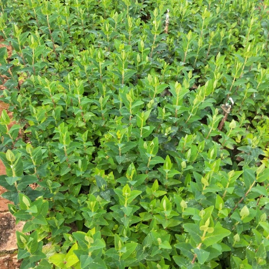 昆明四季玫瑰 草花火龙珠