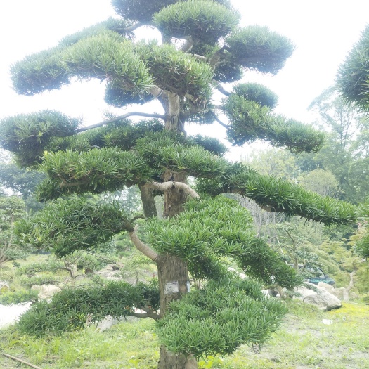 成都 批发罗汉松、羽毛枫