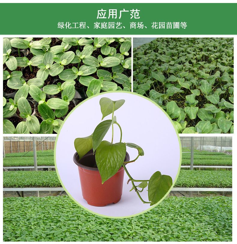双色多肉花盆 绿植园艺用品软吸塑料pp简易育苗盆塑料双色小