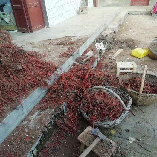 洛阳 农户自己种植各种品格的血参