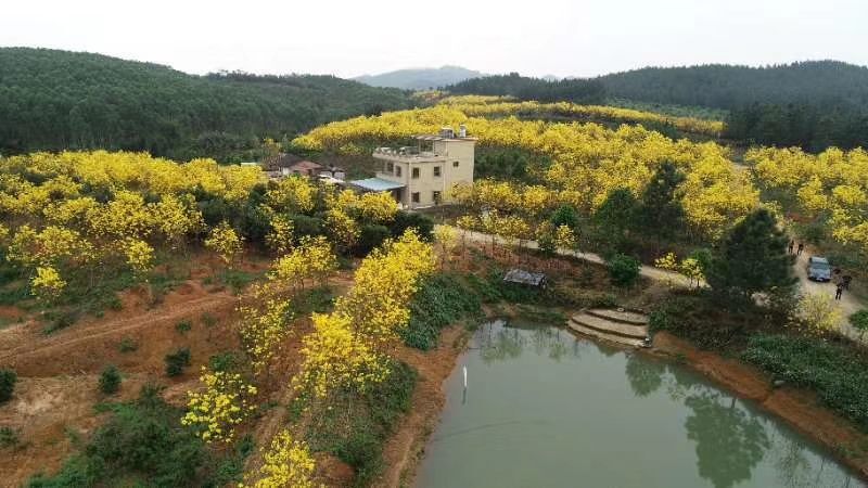 英德市黄花风铃木  多花黄花风铃