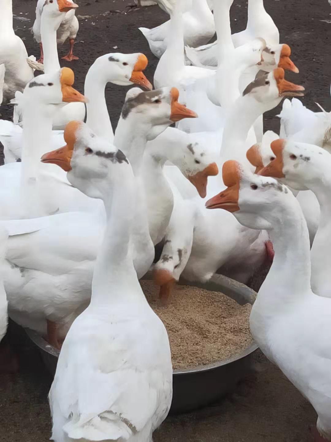  正宗皖西白鹅苗出售