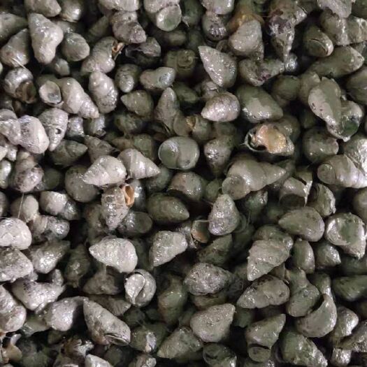 监利市 石螺1.5—1.7，每天供应，货源充足。