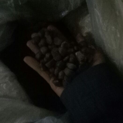 松桃县油茶籽 出油率20%，有需要请联系