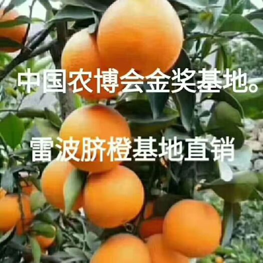 雷波县雷波脐橙 石头缝里生长的黄金，富含丰富矿物质，荣获全国水果金奖