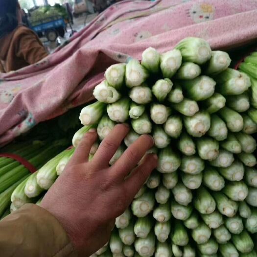 邯郸毛芹 大量上市中