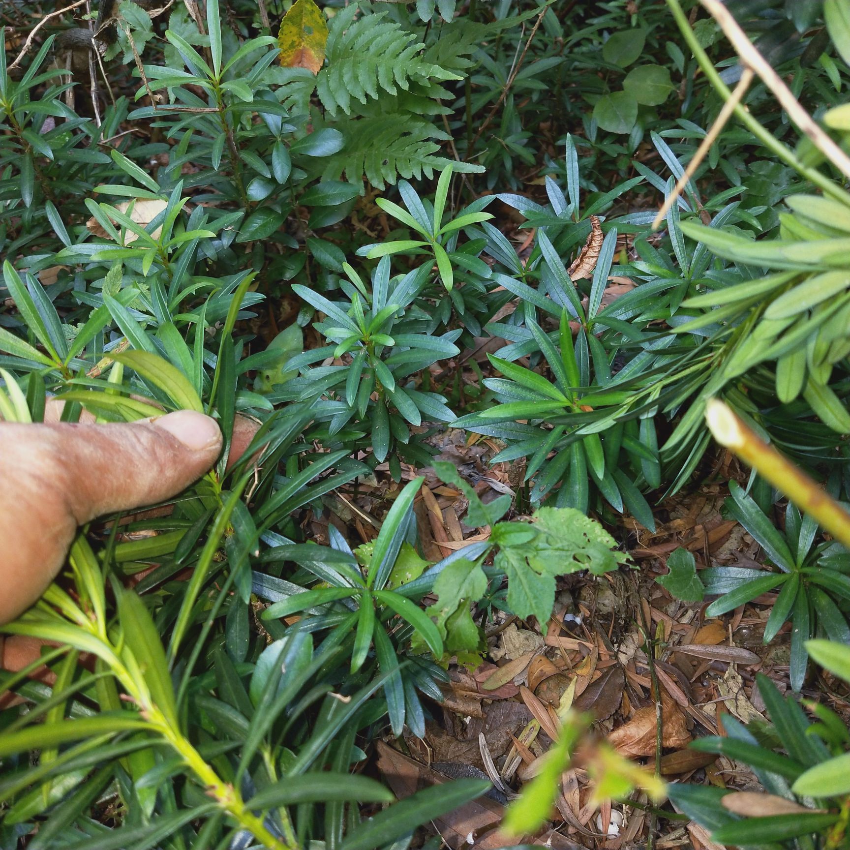  羅漢松種子苗大量出售，樹底現(xiàn)挖