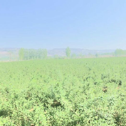 卢氏县药用连翘苗 地地道道农民，种植地地道道中药材