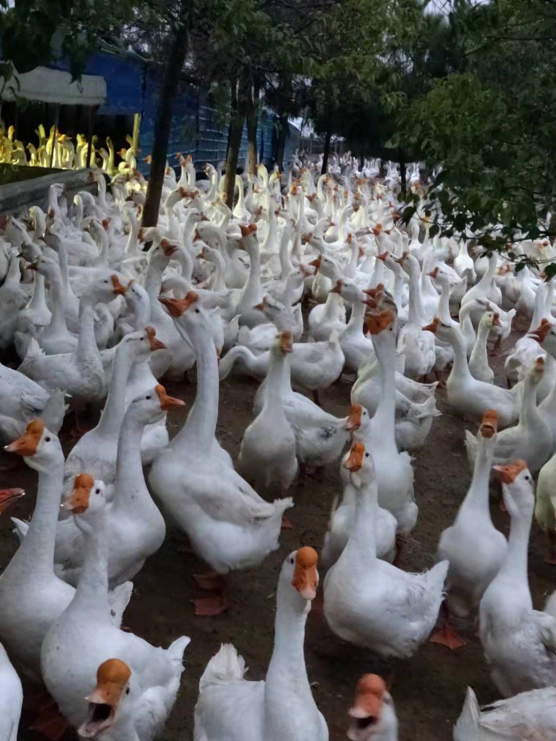  正宗皖西白鹅苗出售