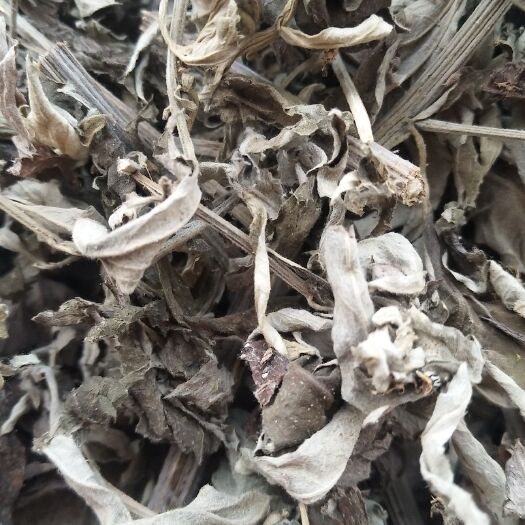 蕲春县 正宗蕲春艾，