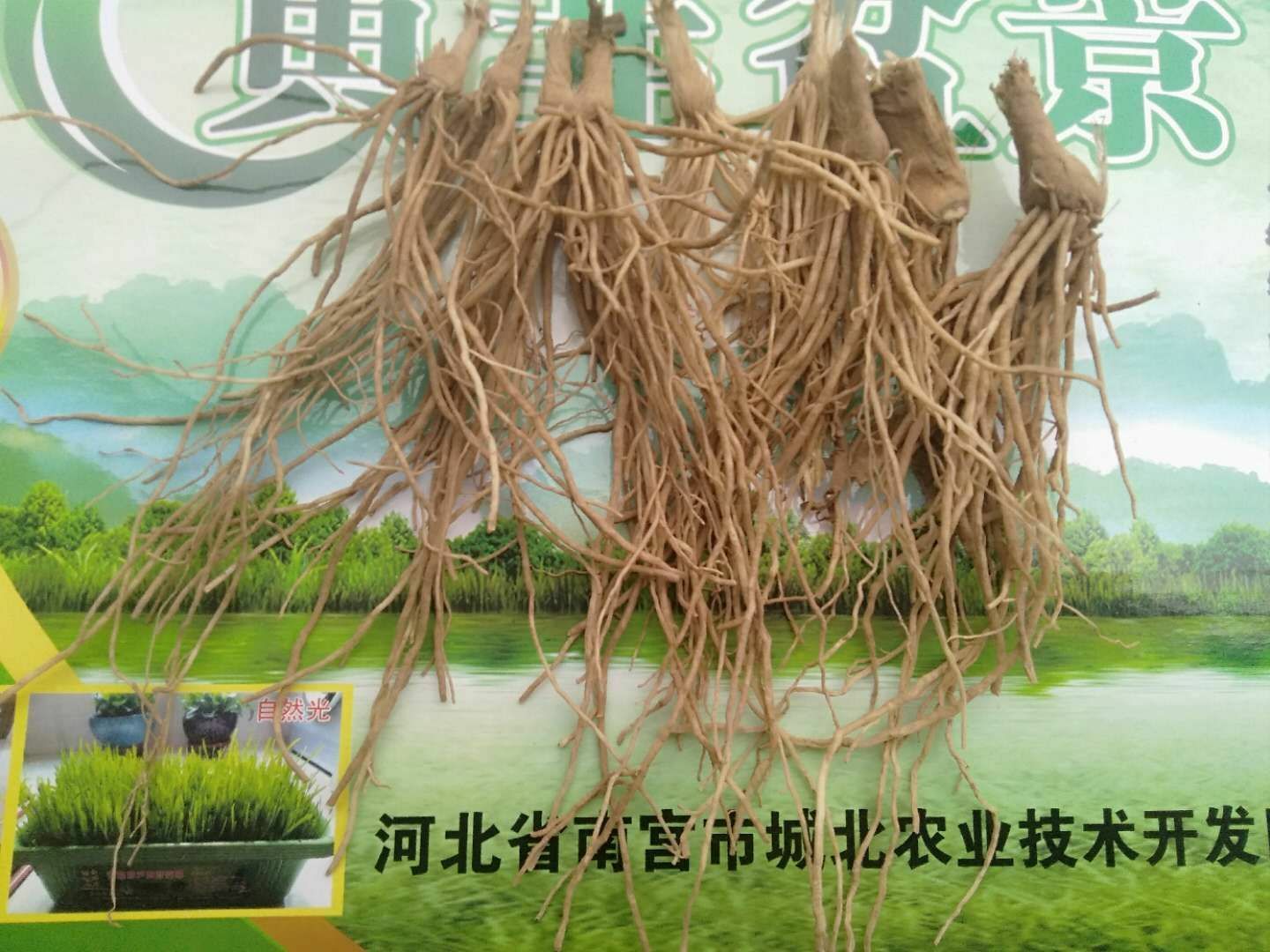 南宫黄韭  🎉🎉马上小年了黄韭精品礼盒出货了