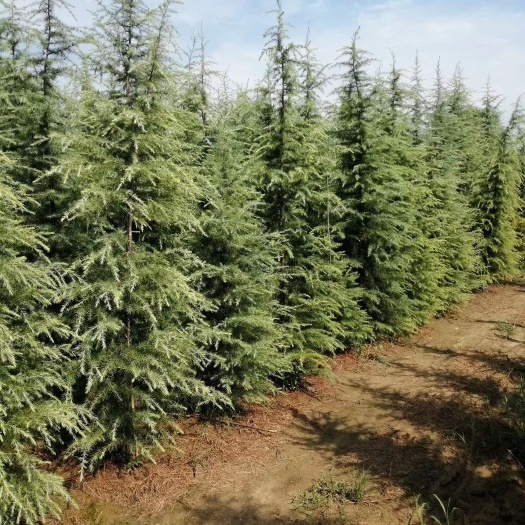汝南县 出售各种规格的雪松
