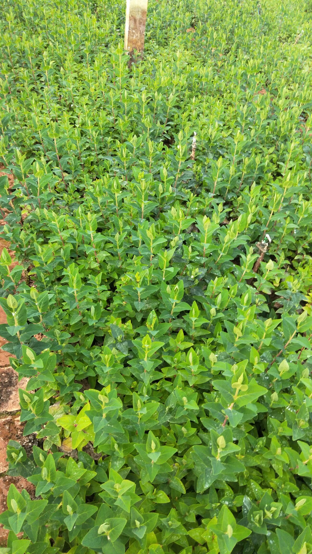 昆明火龙珠苗 切花玫瑰  草花火龙珠种苗