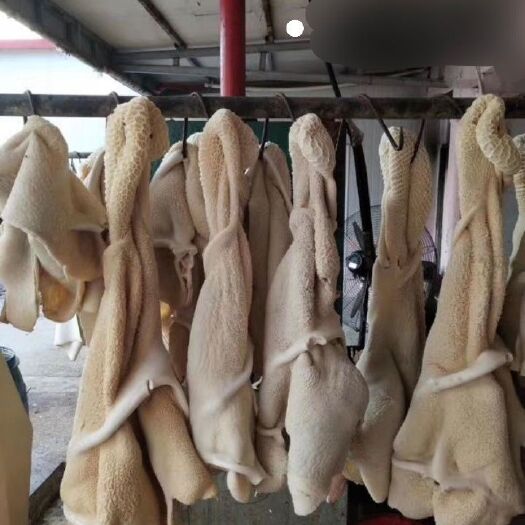 惠民县半成品牛肚 出成率高 无油 一分钱一分货！