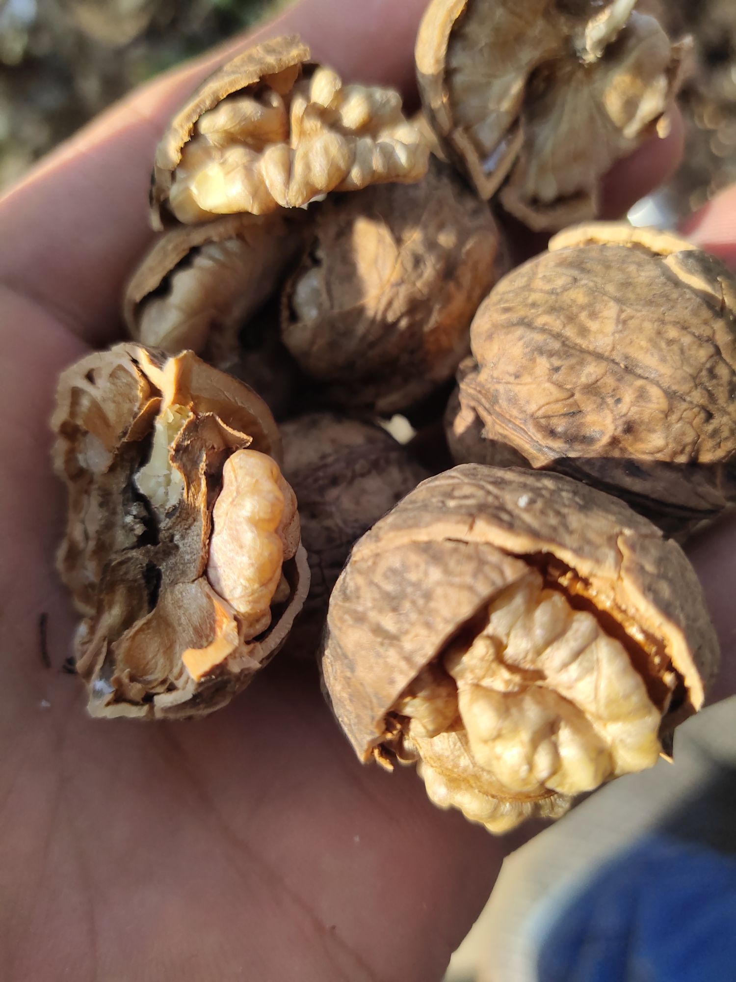 云南大山里的核桃