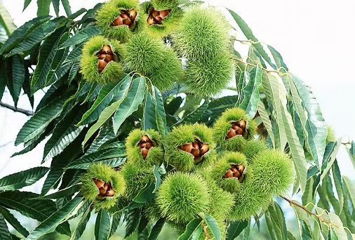  泰安板栗，糖炒板栗，内腐少糖分高，真正的糖炒专用栗子