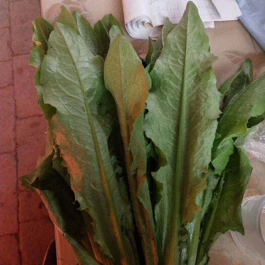 邯郸青油麦 精品油麦