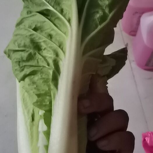 曹县无筋小白菜 10~15cm