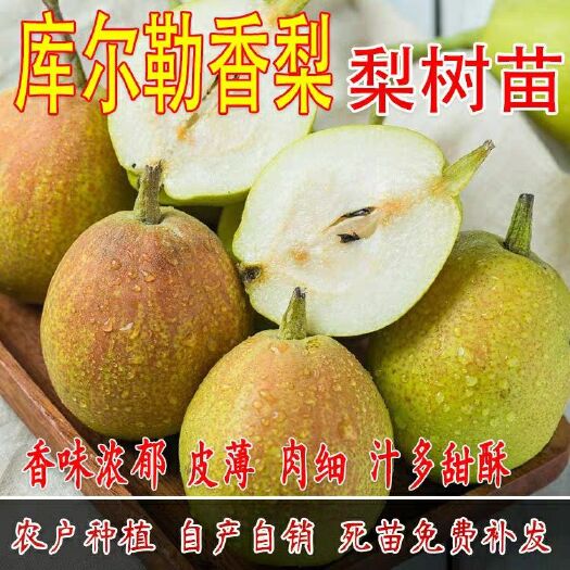 平邑县 嫁接梨树苗 库尔勒香梨树苗 新疆香梨果树苗当年结果