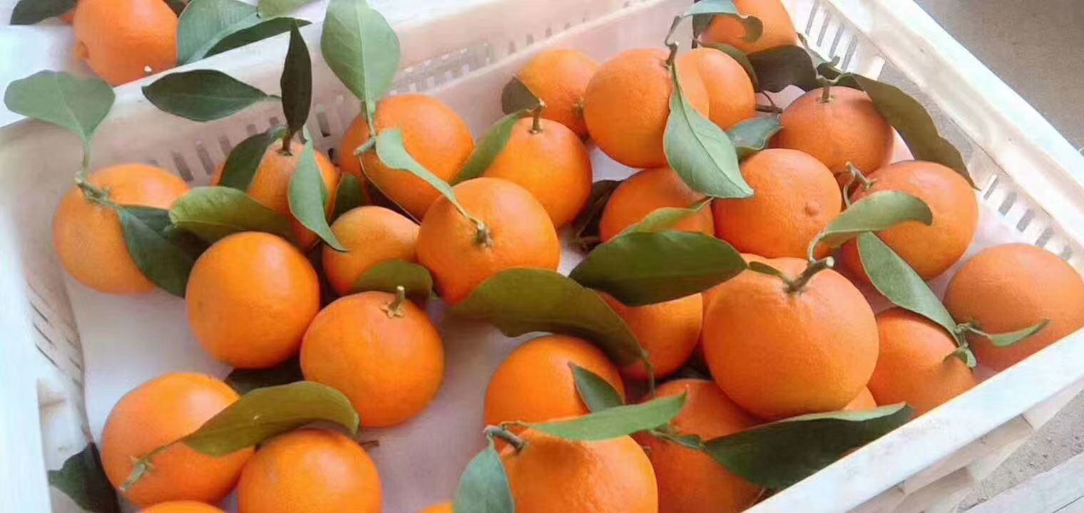 红美人柑桔  象山红美人，橘中精品，自产自销，江浙沪包邮