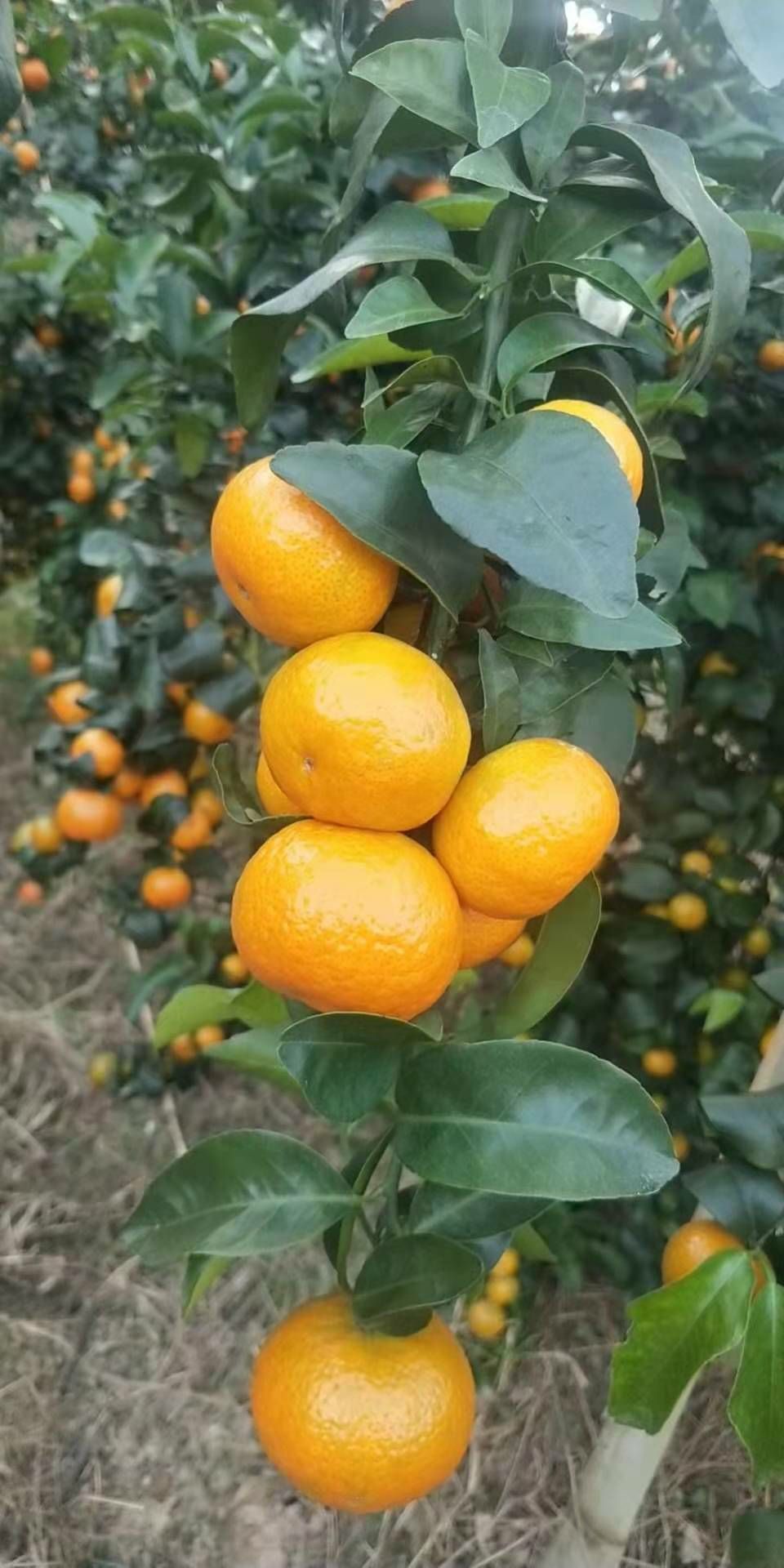 沙糖桔 皮张亮！靓果！