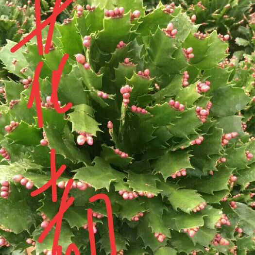 济南蟹爪兰 山东省多肉植物繁育基地