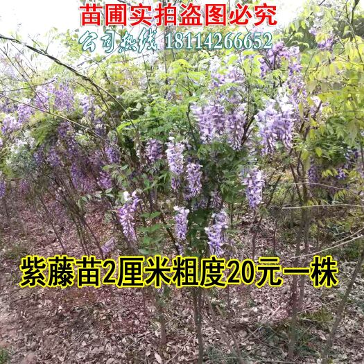 沭阳县 紫藤苗 多花紫藤 紫藤树苗 藤萝