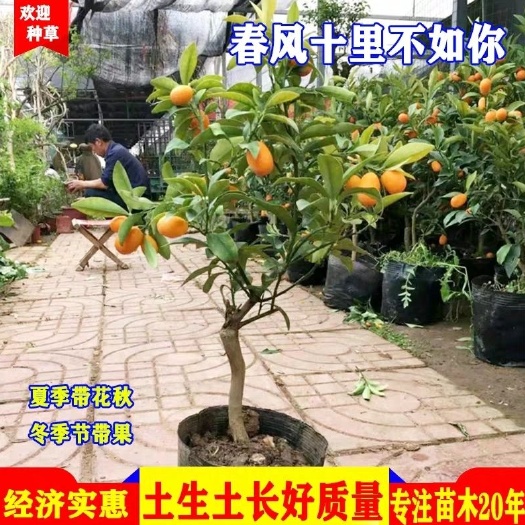 平邑县脆皮金桔苗 0.5～5公分都有