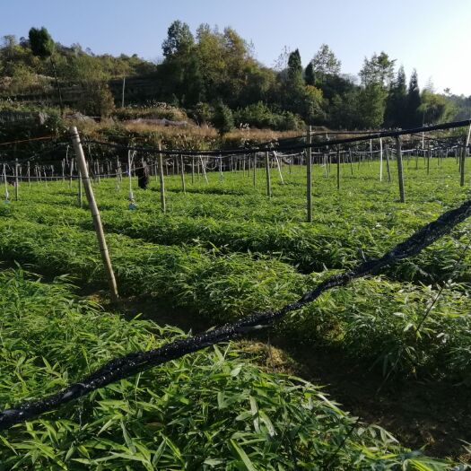 绥阳县 金佛山方竹苗