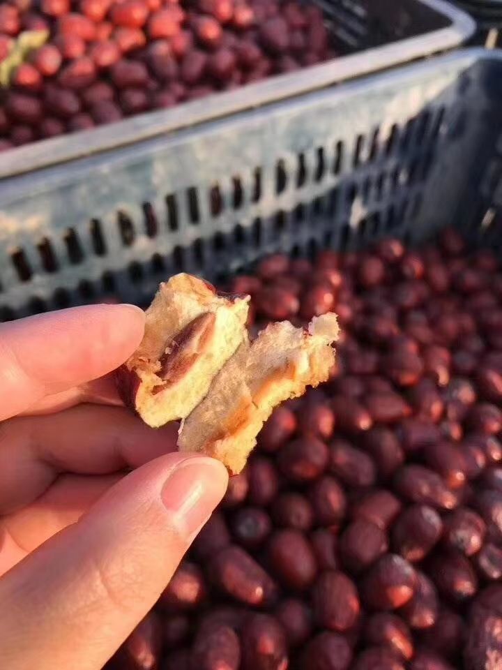新疆红枣 新疆灰枣大量出售，可发货，可以加工后发货