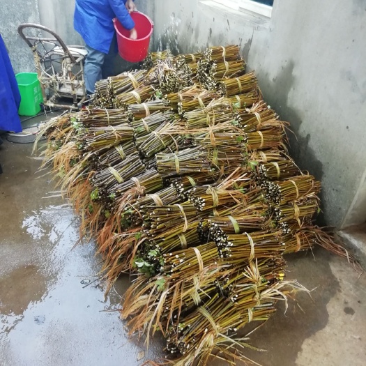 樟树市吴茱萸种子 江西吴茱萸枝条培养幼苗基地