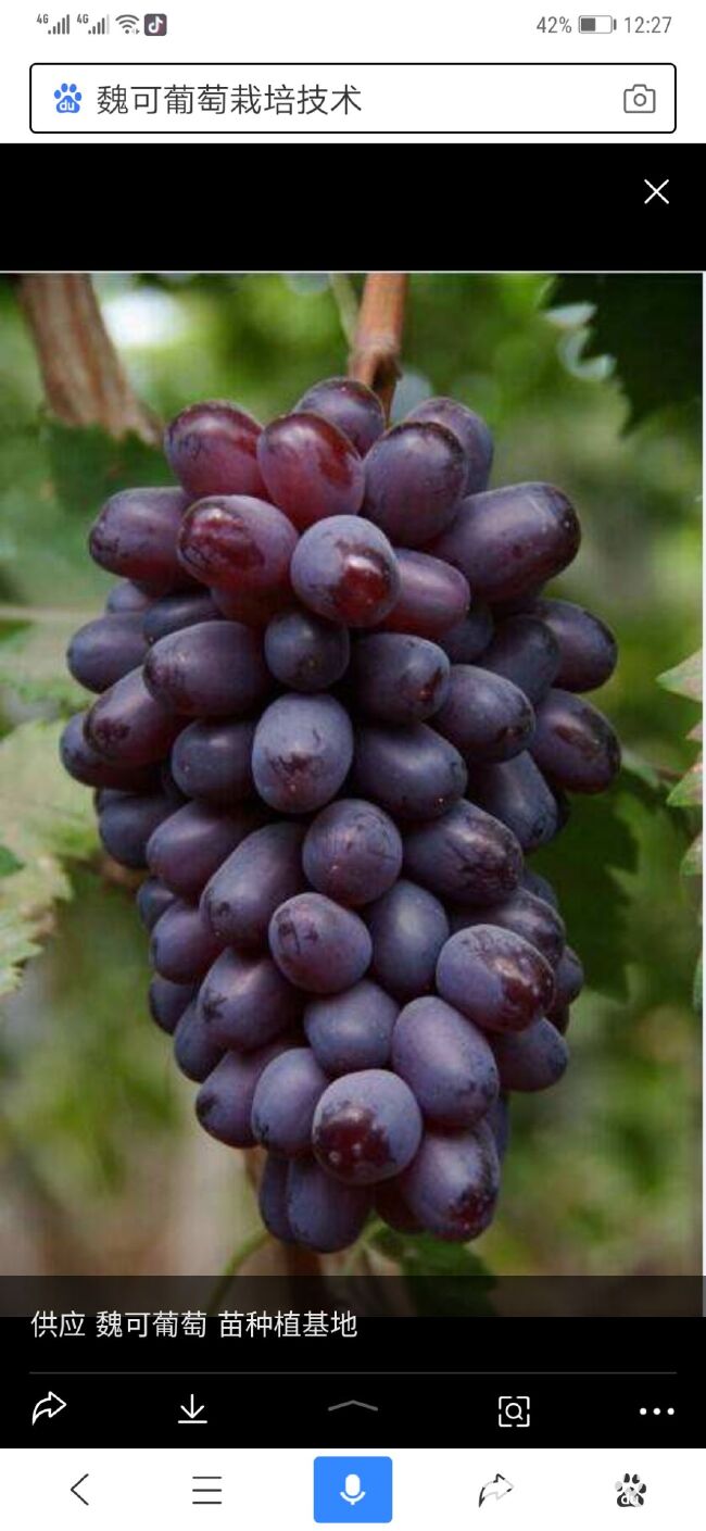 葡萄  精品果紫甜A17天然无核品种