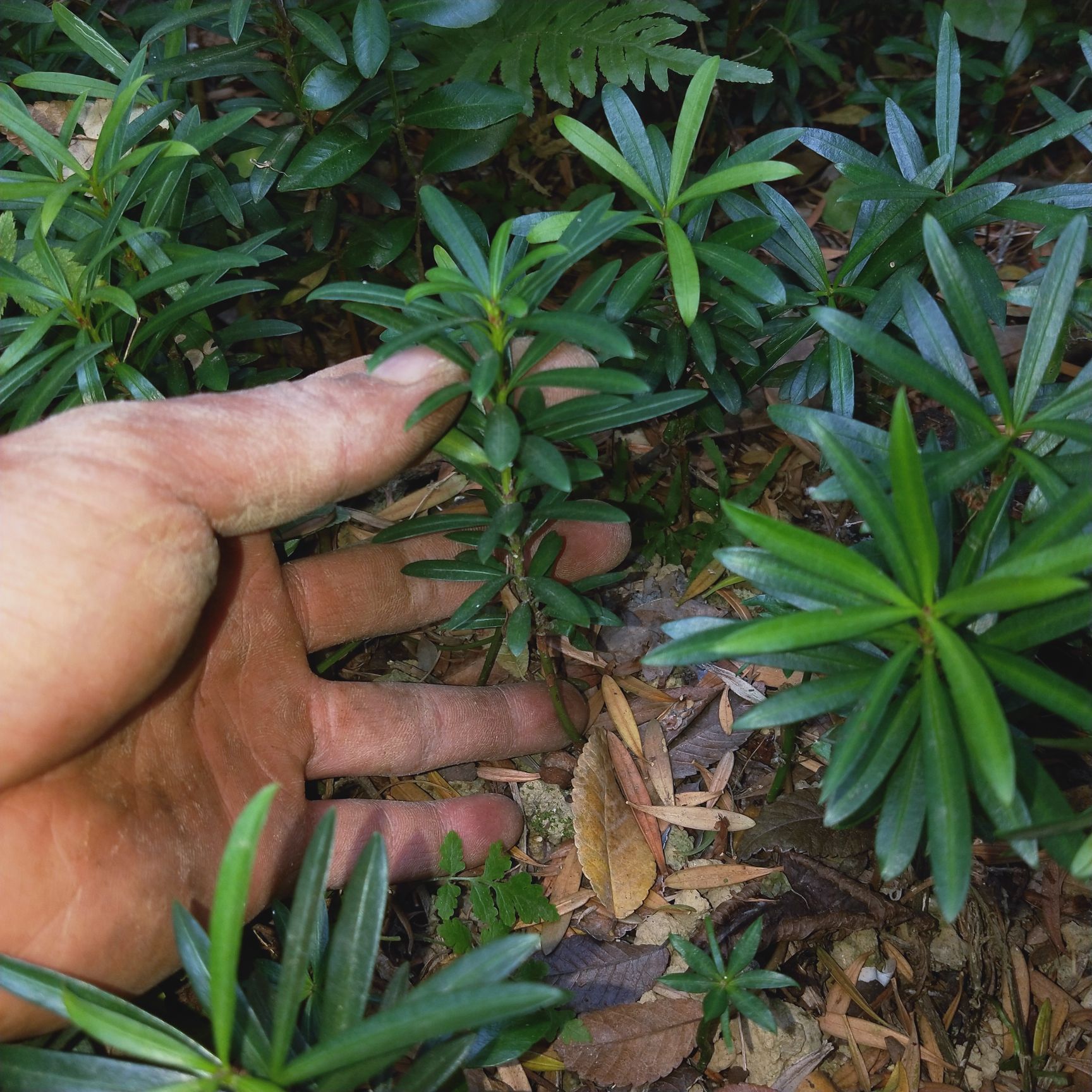  羅漢松種子苗大量出售，樹底現(xiàn)挖