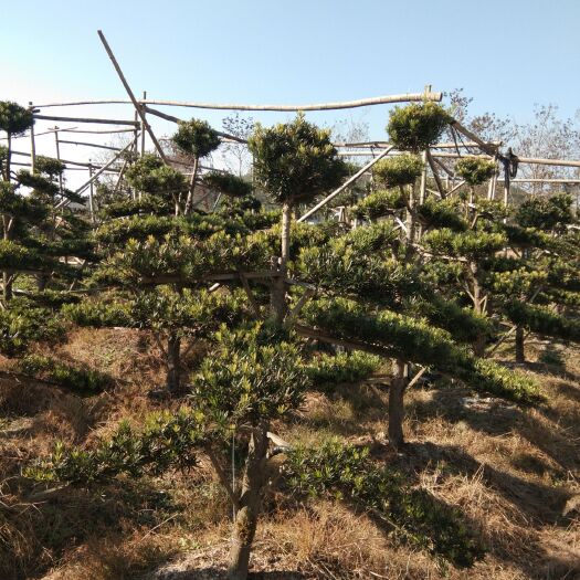 浏阳市造型罗汉松 10一12的造型罗汉