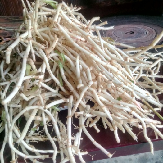 绥阳县鱼腥草根
