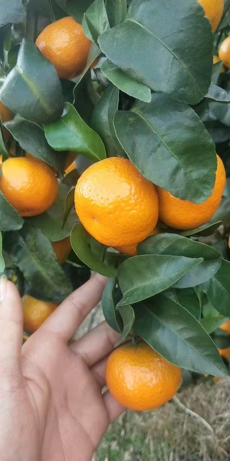 沙糖桔 皮张亮！靓果！