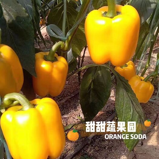 诸城市五彩椒 自家五彩水果椒 黄椒