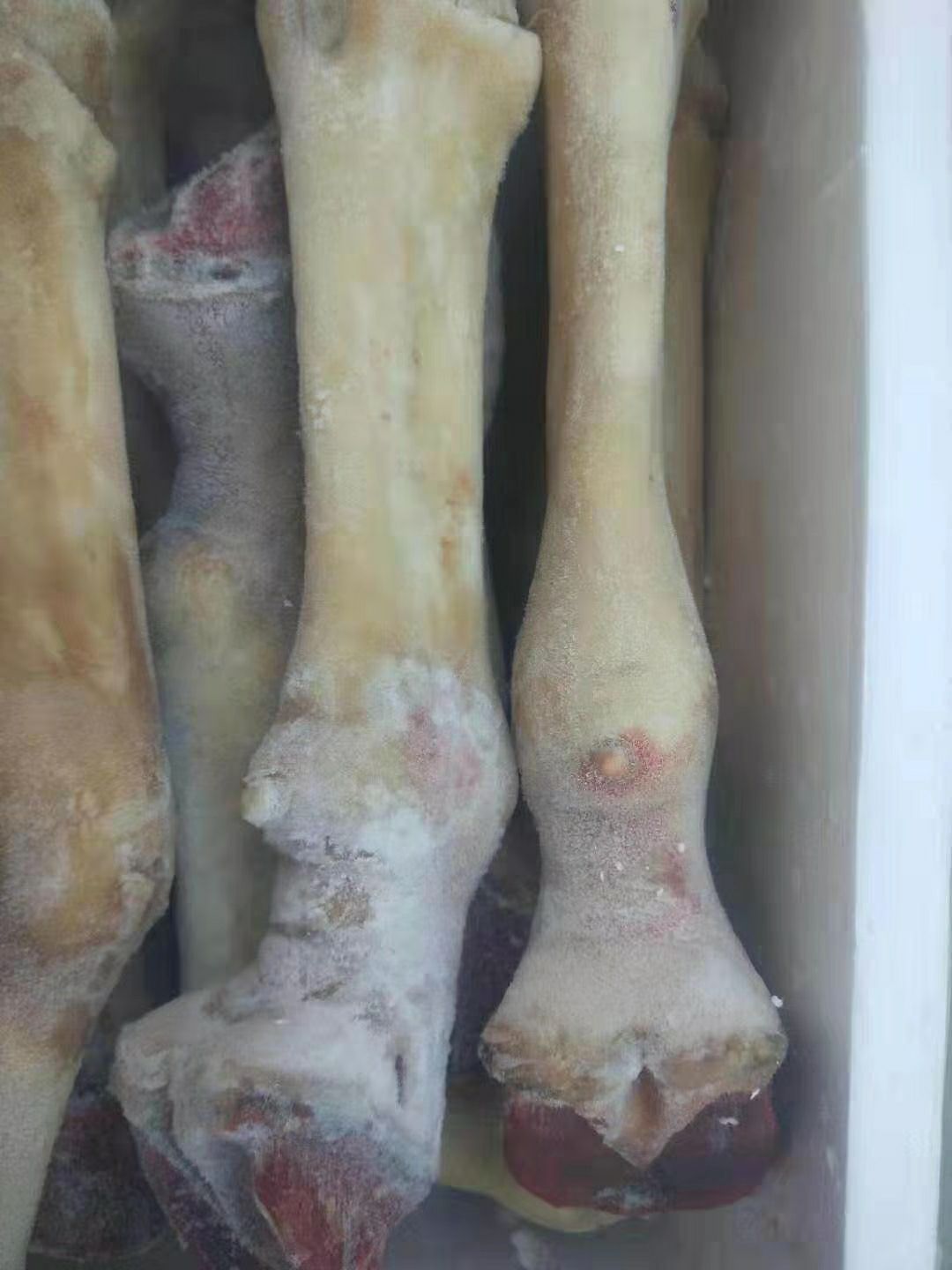 驴腿  驴蹄鲜驴蹄小倔驴   驴蹄黑驴鲜驴蹄