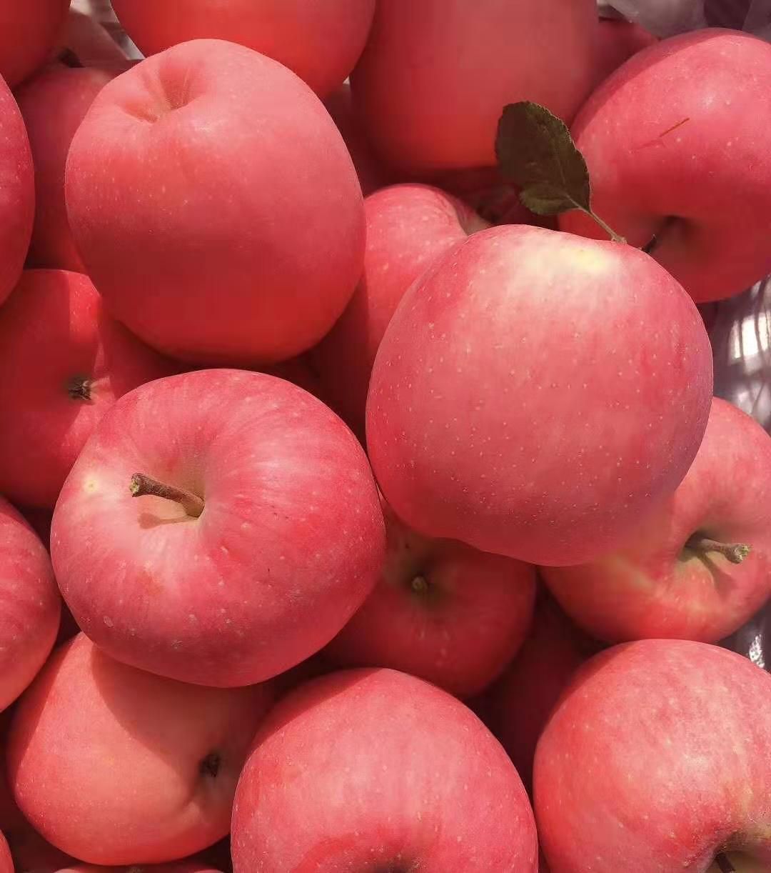 红富士苹果  甘肃平凉灵台县果园自产可视频看货一件代发