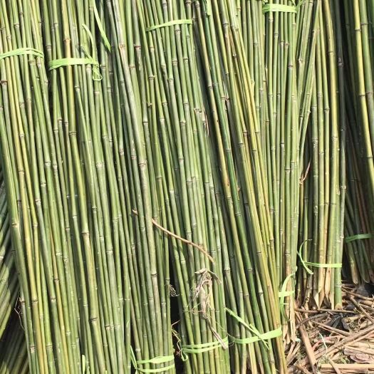 谷城县木竹  ，金竹，南竹，山竹，水竹，品种齐全，价格优惠